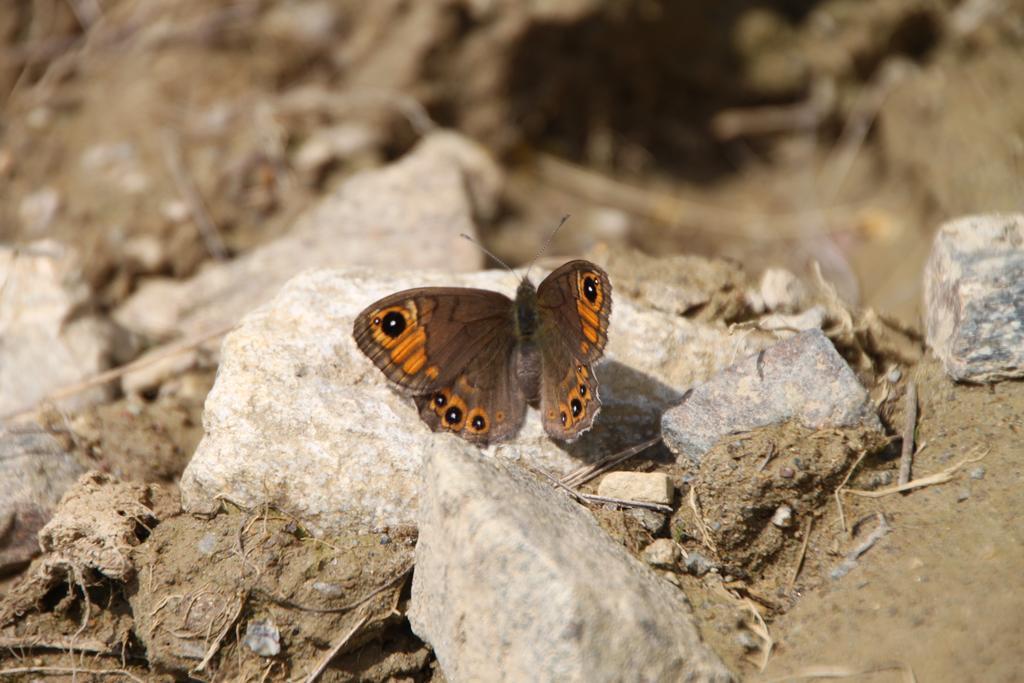 Отель Restor Natura Malga Mondent Пракорно-ди-Рабби Экстерьер фото
